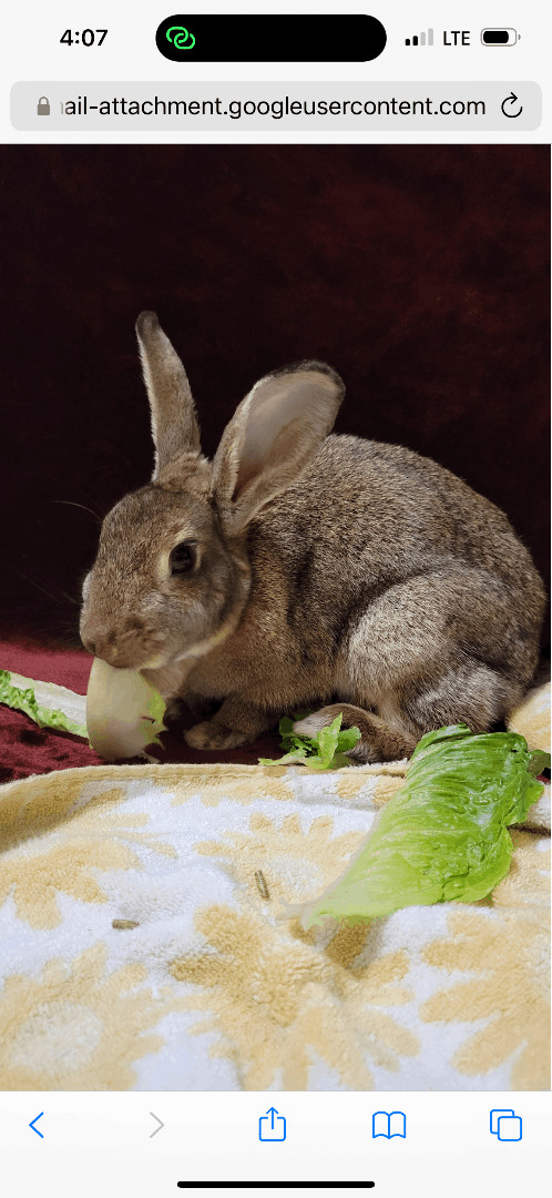 Menace, an adoptable Bunny Rabbit in Harrisburg, PA_image-4