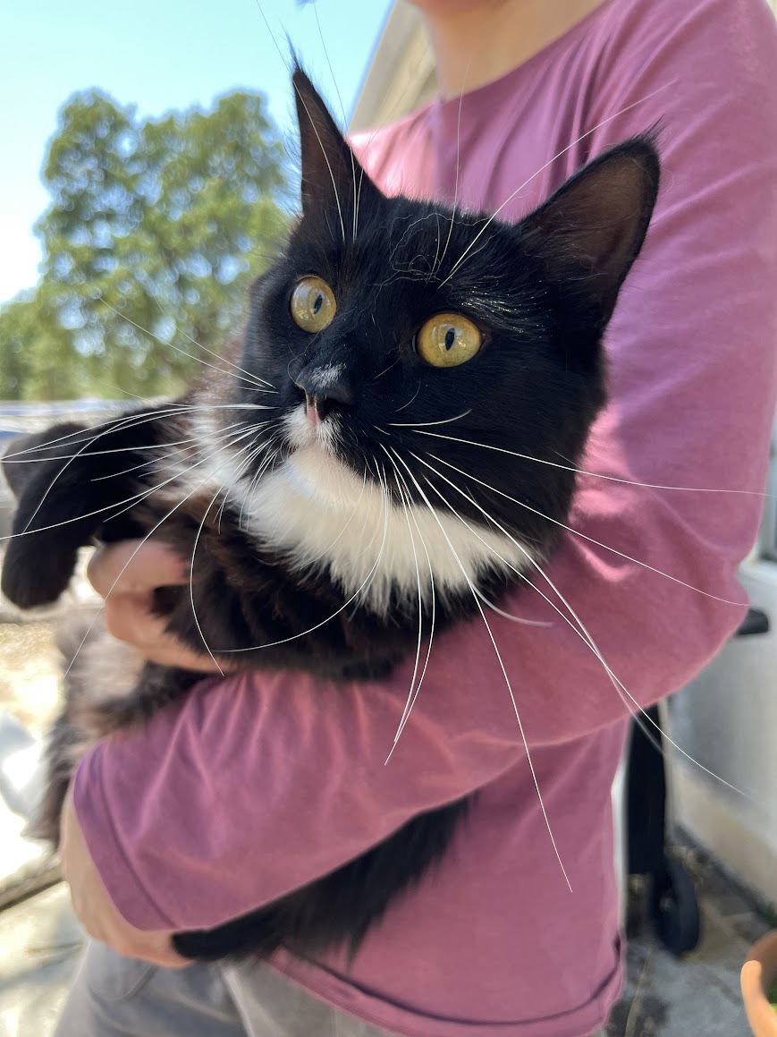 Oreo, an adoptable Domestic Long Hair in Redding, CA, 96099 | Photo Image 1