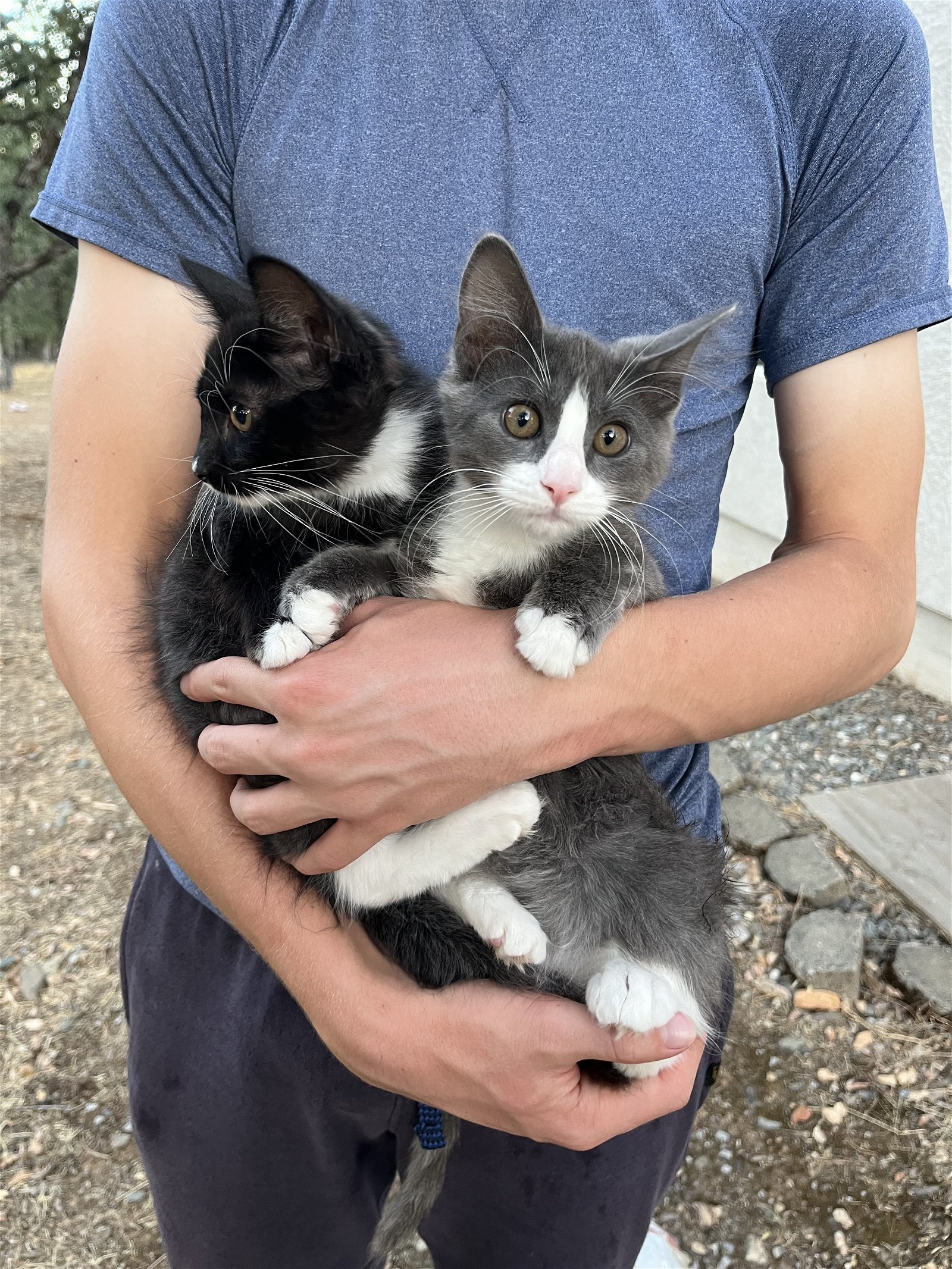 Oreo, an adoptable Domestic Long Hair in Redding, CA, 96099 | Photo Image 2