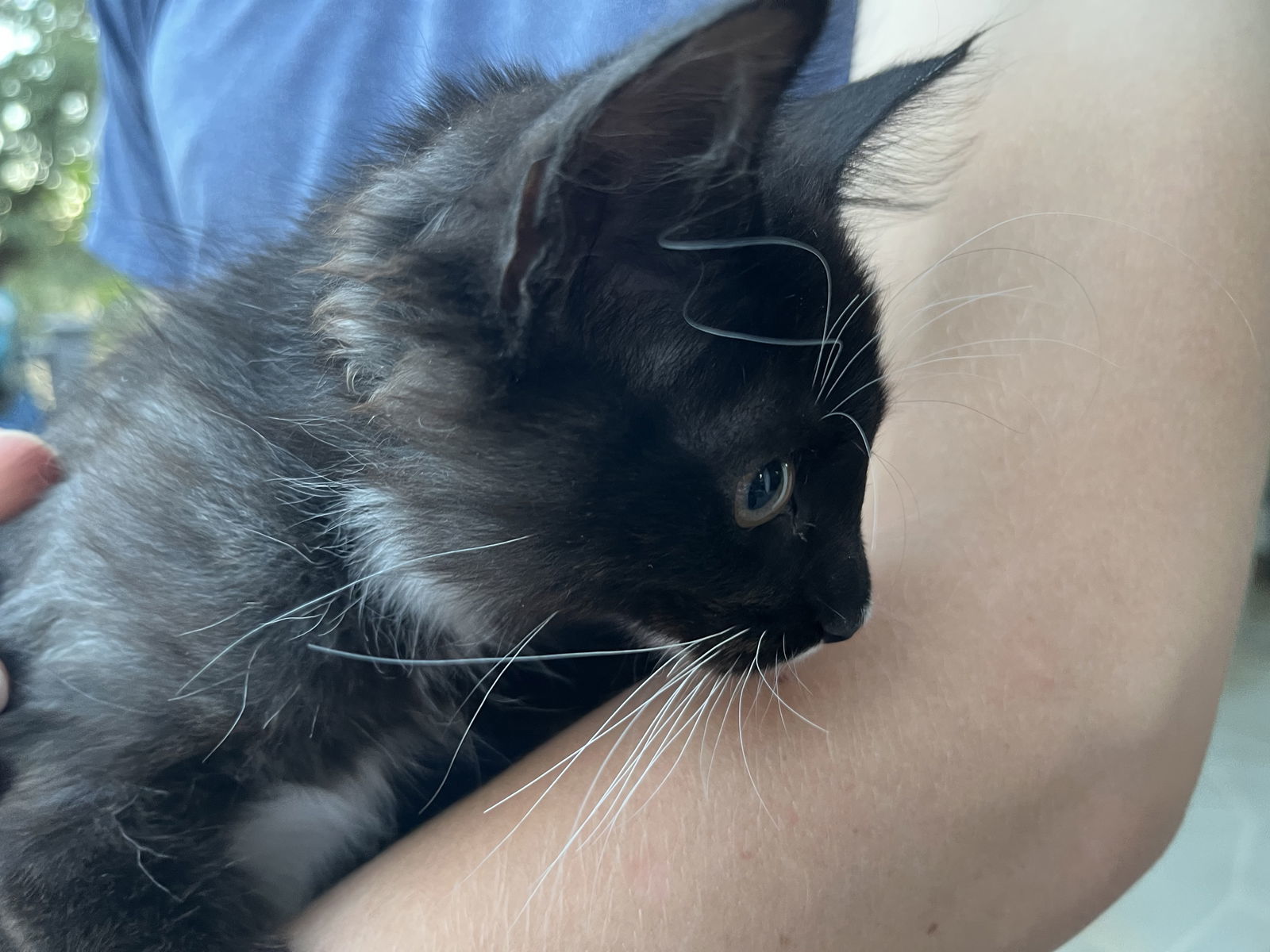 Oreo, an adoptable Domestic Long Hair in Redding, CA, 96099 | Photo Image 2