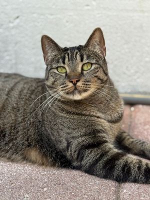 Viva, Adult Female unknown