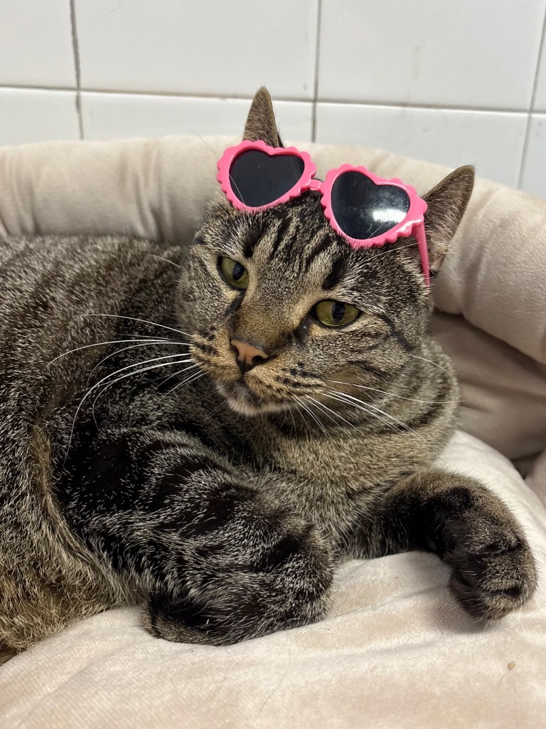 Viva