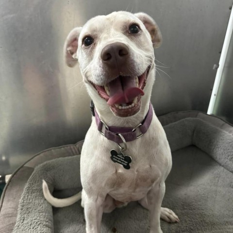 Gavin, an adoptable American Staffordshire Terrier, Spaniel in Freeport, FL, 32439 | Photo Image 1