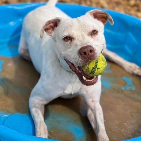 Gavin, an adoptable American Staffordshire Terrier, Spaniel in Freeport, FL, 32439 | Photo Image 3