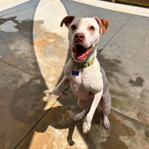 Gavin, an adoptable American Staffordshire Terrier, Spaniel in Freeport, FL, 32439 | Photo Image 4