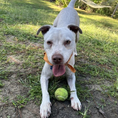 Gavin, an adoptable American Staffordshire Terrier, Spaniel in Freeport, FL, 32439 | Photo Image 5