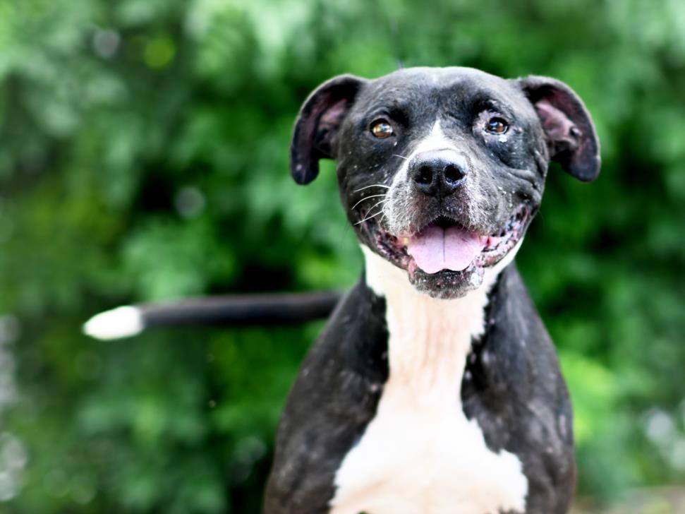 FREDDIE, an adoptable Labrador Retriever in Tavares, FL, 32778 | Photo Image 1