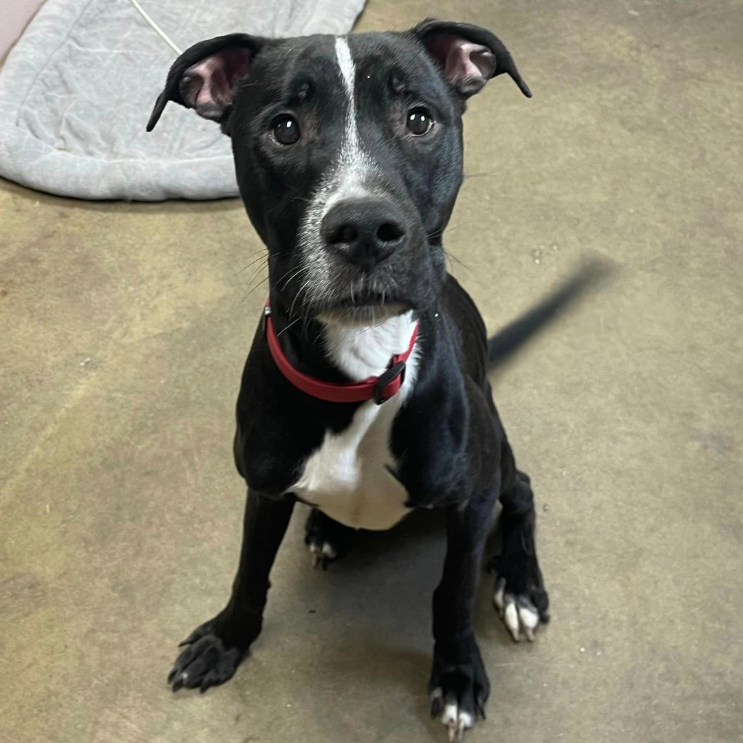 Dog for adoption - CYBER, a Great Dane & American Staffordshire Terrier ...