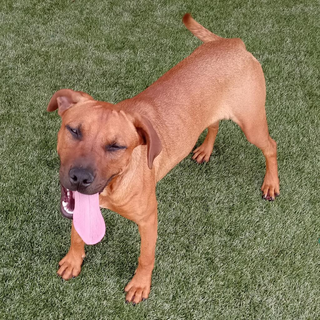 Abi, an adoptable Labrador Retriever in LOXAHATCHEE, FL, 33470 | Photo Image 1