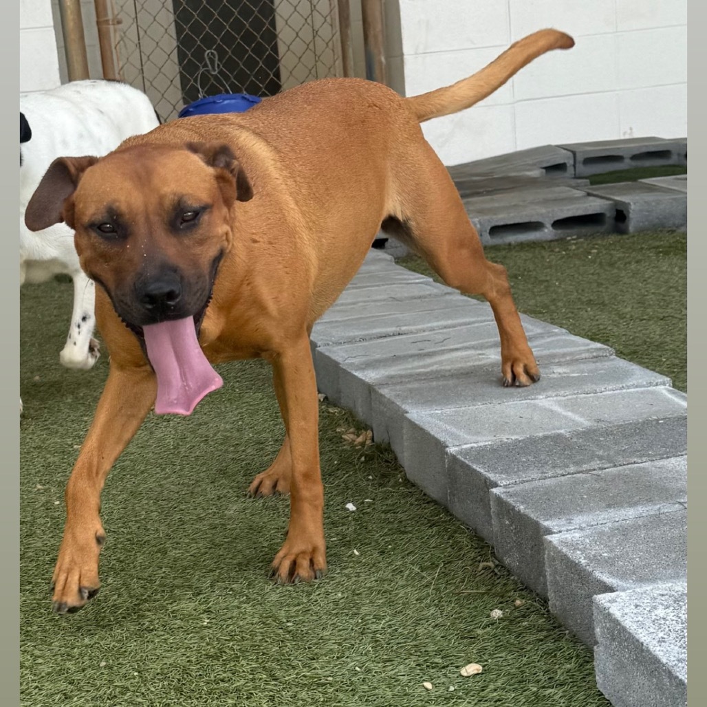 Abi, an adoptable Labrador Retriever in LOXAHATCHEE, FL, 33470 | Photo Image 1