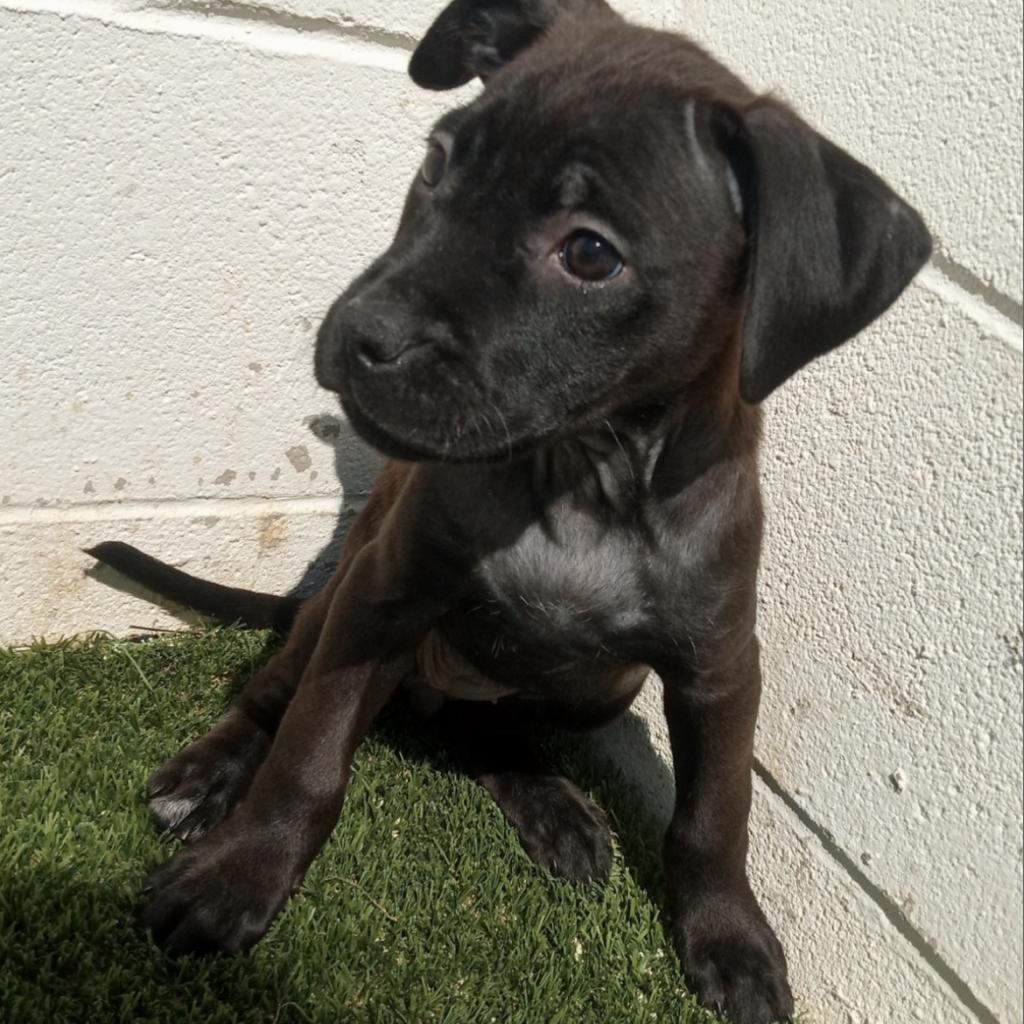 Abi, an adoptable Labrador Retriever in LOXAHATCHEE, FL, 33470 | Photo Image 4