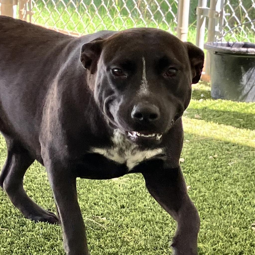 Caramel, an adoptable Black Labrador Retriever in LOXAHATCHEE, FL, 33470 | Photo Image 1