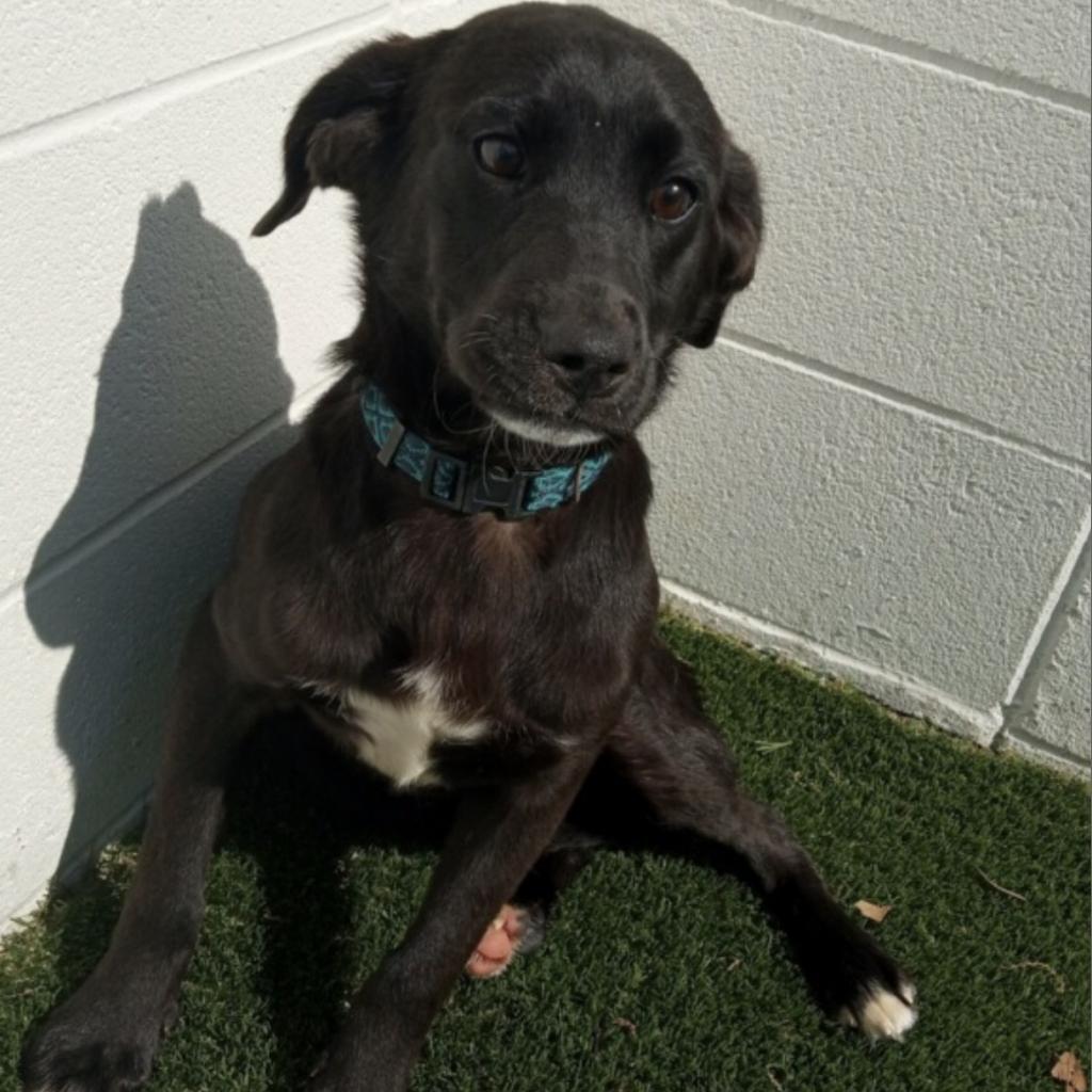 Sonni 2730, an adoptable Labrador Retriever in LOXAHATCHEE, FL, 33470 | Photo Image 3