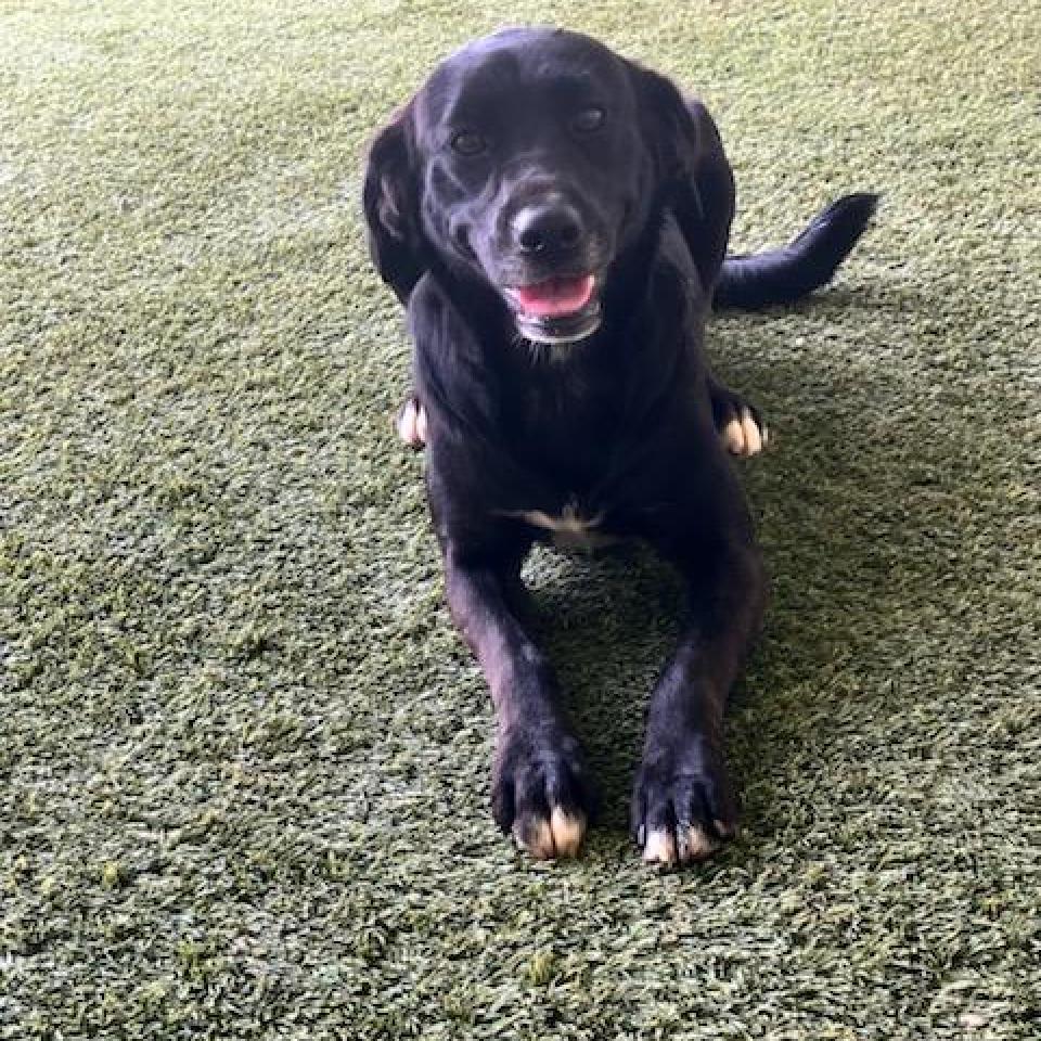 Sonni 2730, an adoptable Labrador Retriever in LOXAHATCHEE, FL, 33470 | Photo Image 3