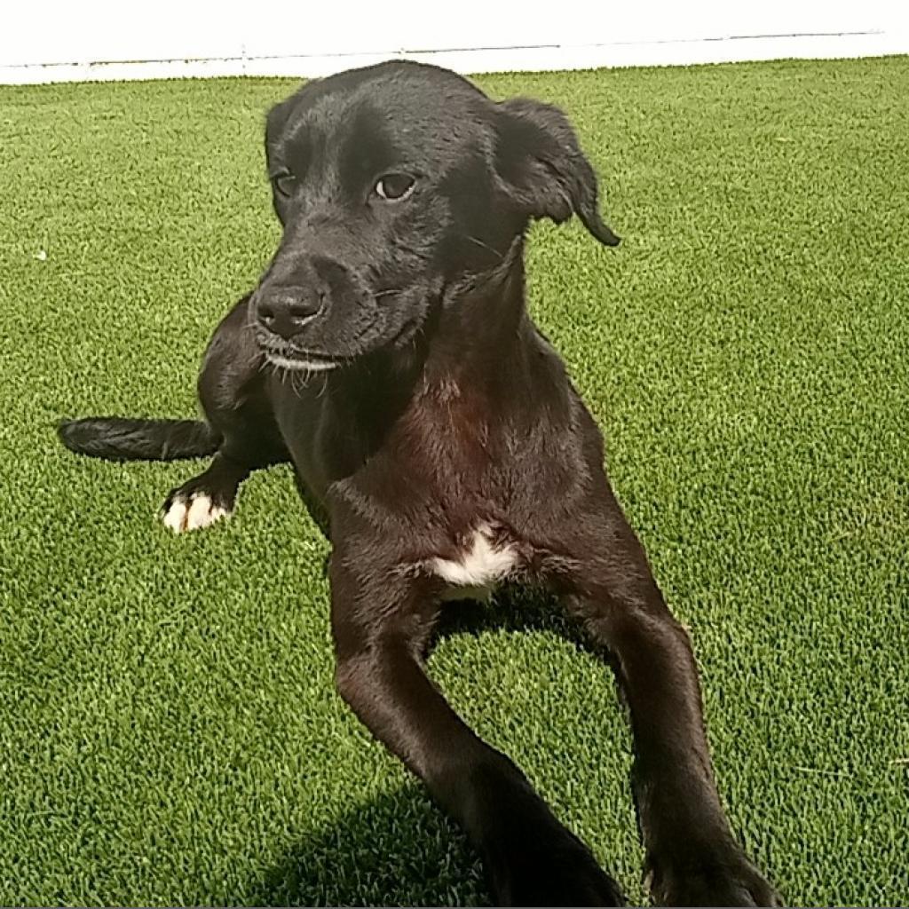 Sonni 2730, an adoptable Labrador Retriever in LOXAHATCHEE, FL, 33470 | Photo Image 4