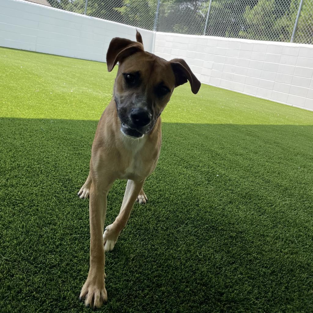 Big Brownie 7593, an adoptable Shepherd in LOXAHATCHEE, FL, 33470 | Photo Image 2