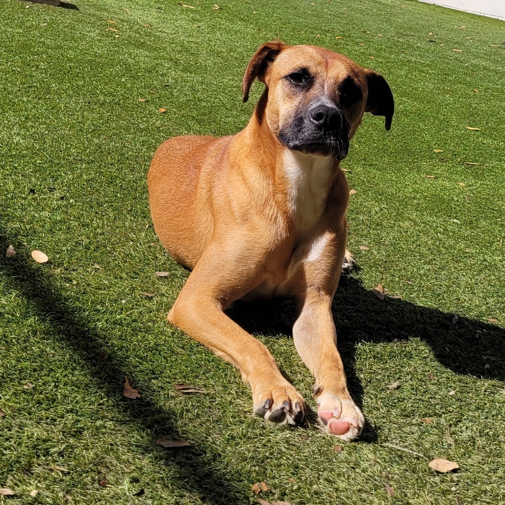 Big Brownie 7593, an adoptable Shepherd in LOXAHATCHEE, FL, 33470 | Photo Image 1