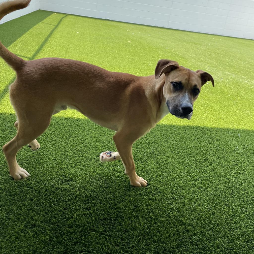 Big Brownie 7593, an adoptable Shepherd in LOXAHATCHEE, FL, 33470 | Photo Image 3