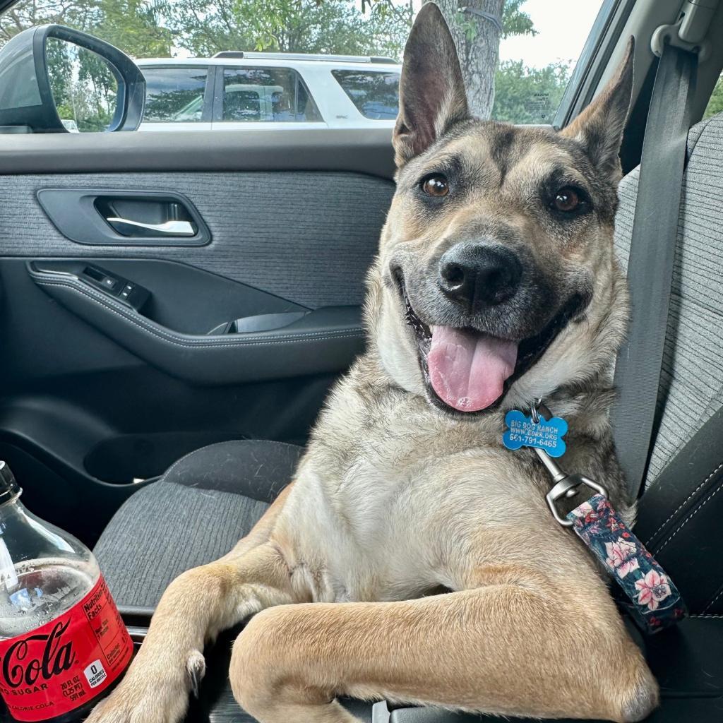 Luka AKA Pengu 5953, an adoptable Chow Chow, Siberian Husky in LOXAHATCHEE, FL, 33470 | Photo Image 2