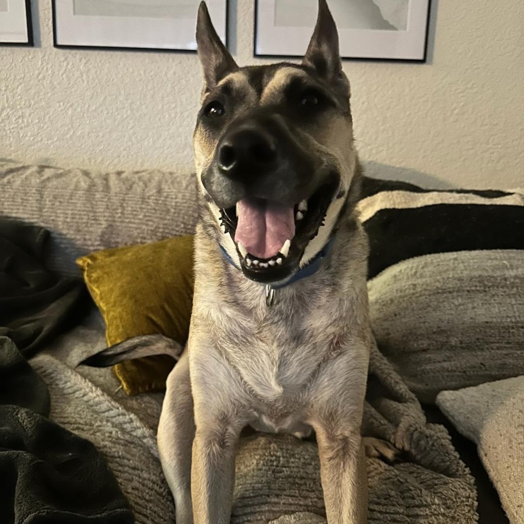 Luka AKA Pengu 5953, an adoptable Chow Chow, Siberian Husky in LOXAHATCHEE, FL, 33470 | Photo Image 1