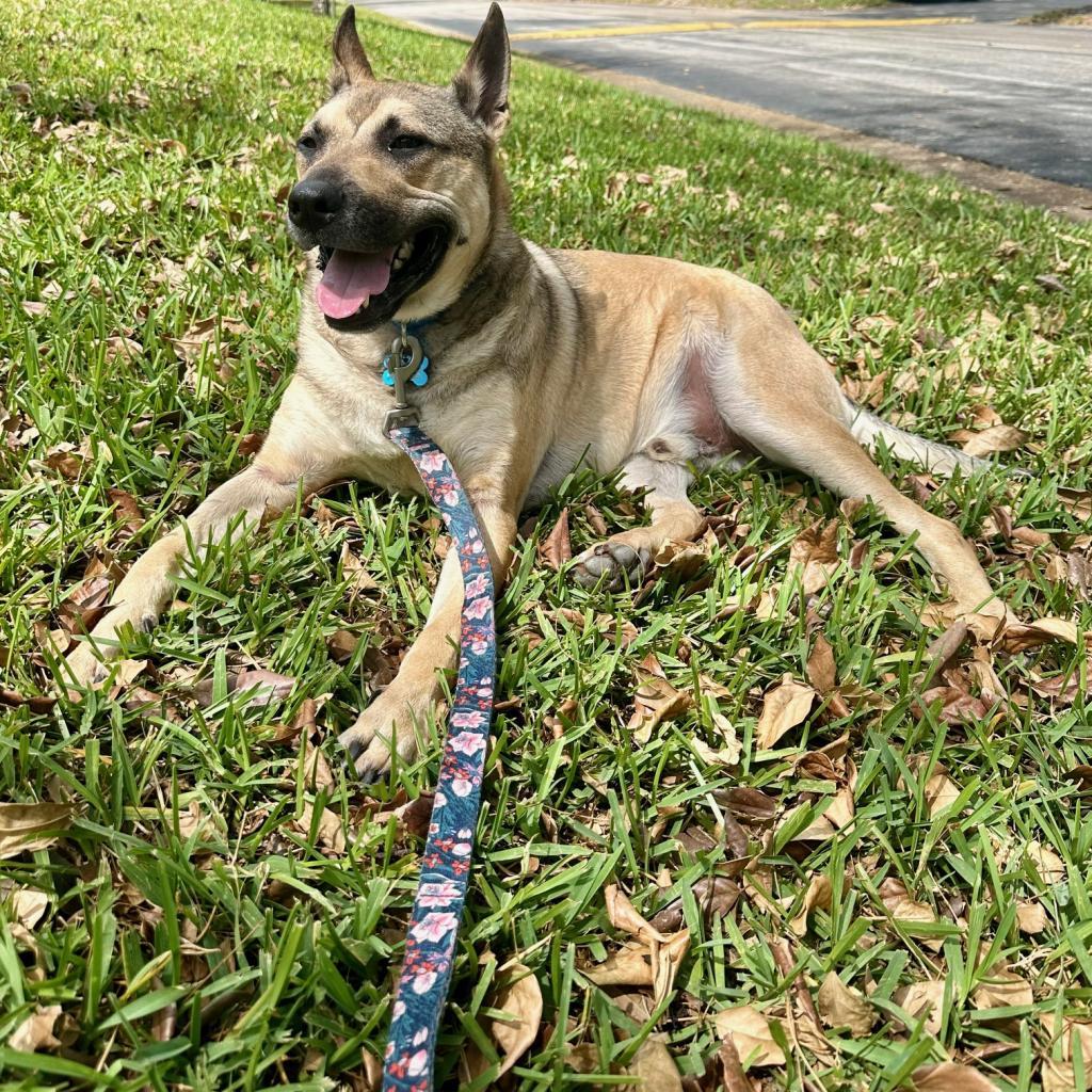 Luka AKA Pengu 5953, an adoptable Chow Chow, Siberian Husky in LOXAHATCHEE, FL, 33470 | Photo Image 4