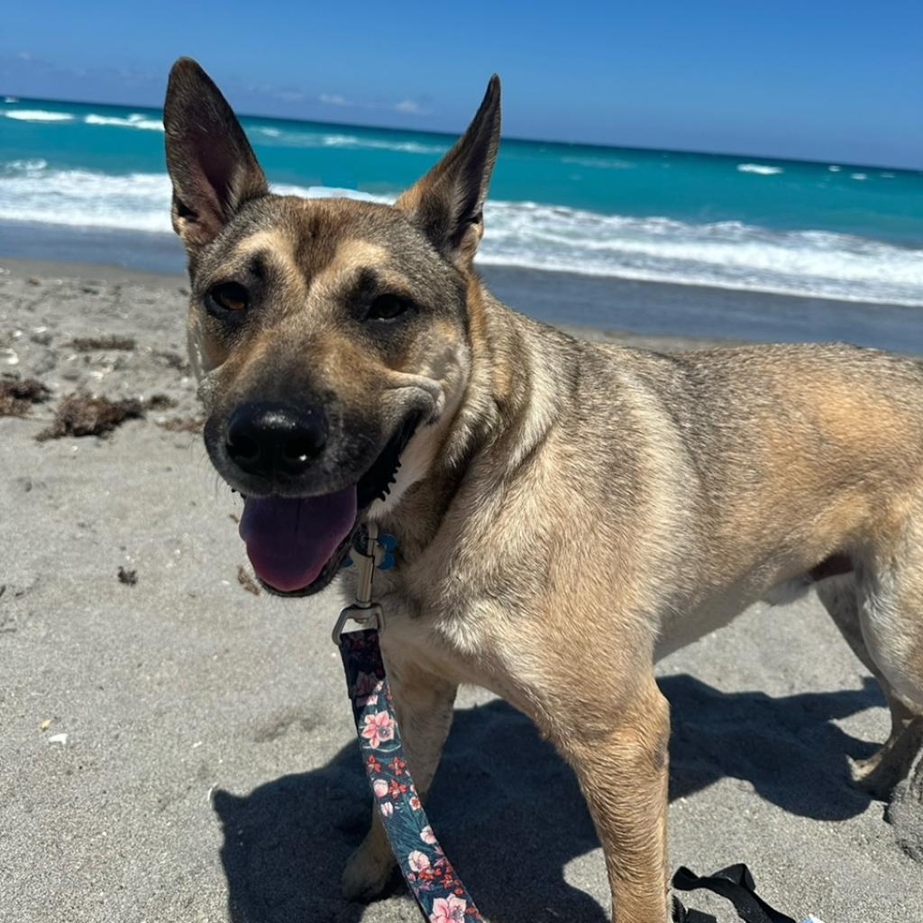Luka AKA Pengu 5953, an adoptable Chow Chow, Siberian Husky in LOXAHATCHEE, FL, 33470 | Photo Image 5