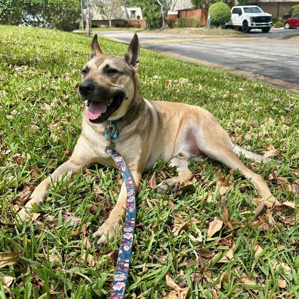 Luka AKA Pengu 5953, an adoptable Chow Chow, Siberian Husky in LOXAHATCHEE, FL, 33470 | Photo Image 6
