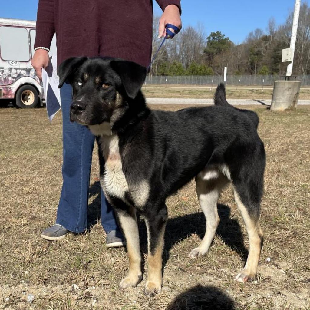 Caleb, an adoptable Siberian Husky in LOXAHATCHEE, FL, 33470 | Photo Image 2
