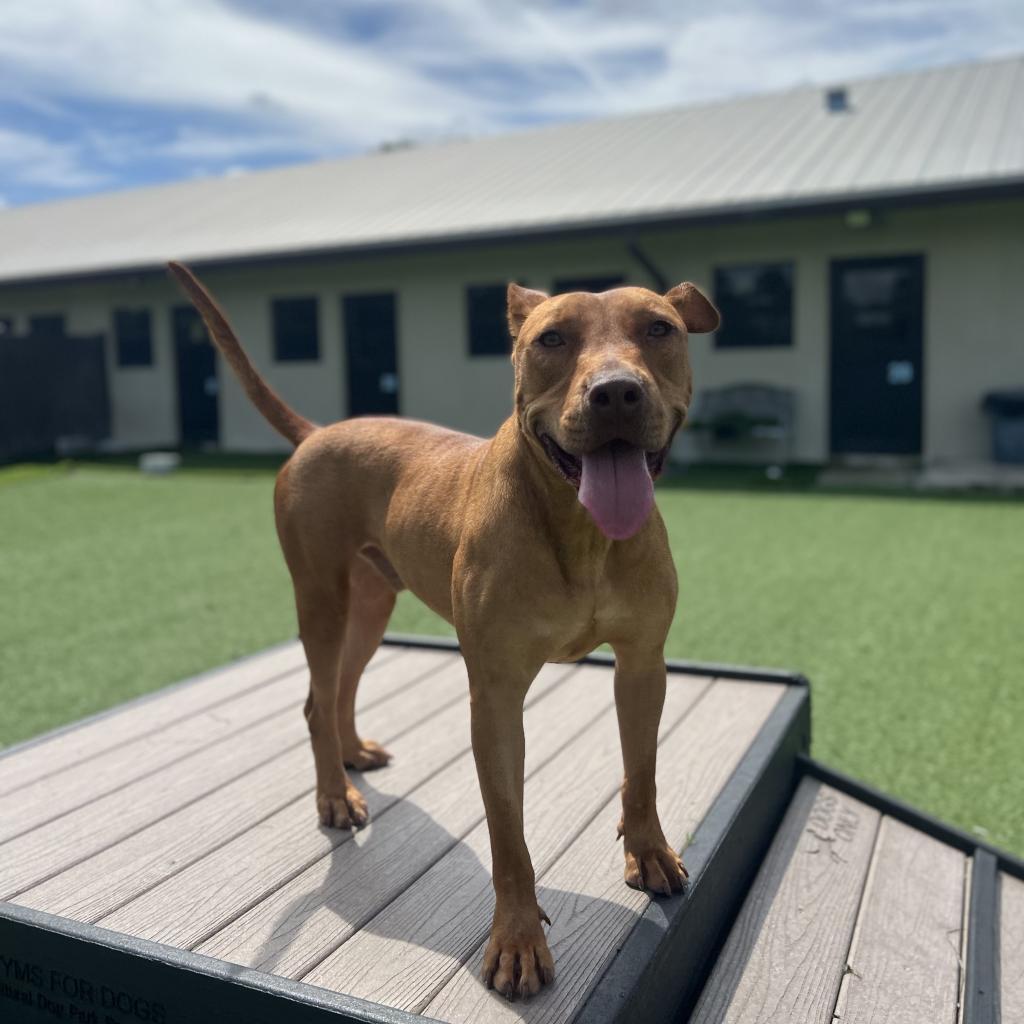 Barney, an adoptable Mixed Breed in LOXAHATCHEE, FL, 33470 | Photo Image 2