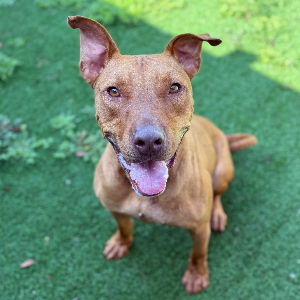 Barney, an adoptable Mixed Breed in LOXAHATCHEE, FL, 33470 | Photo Image 1