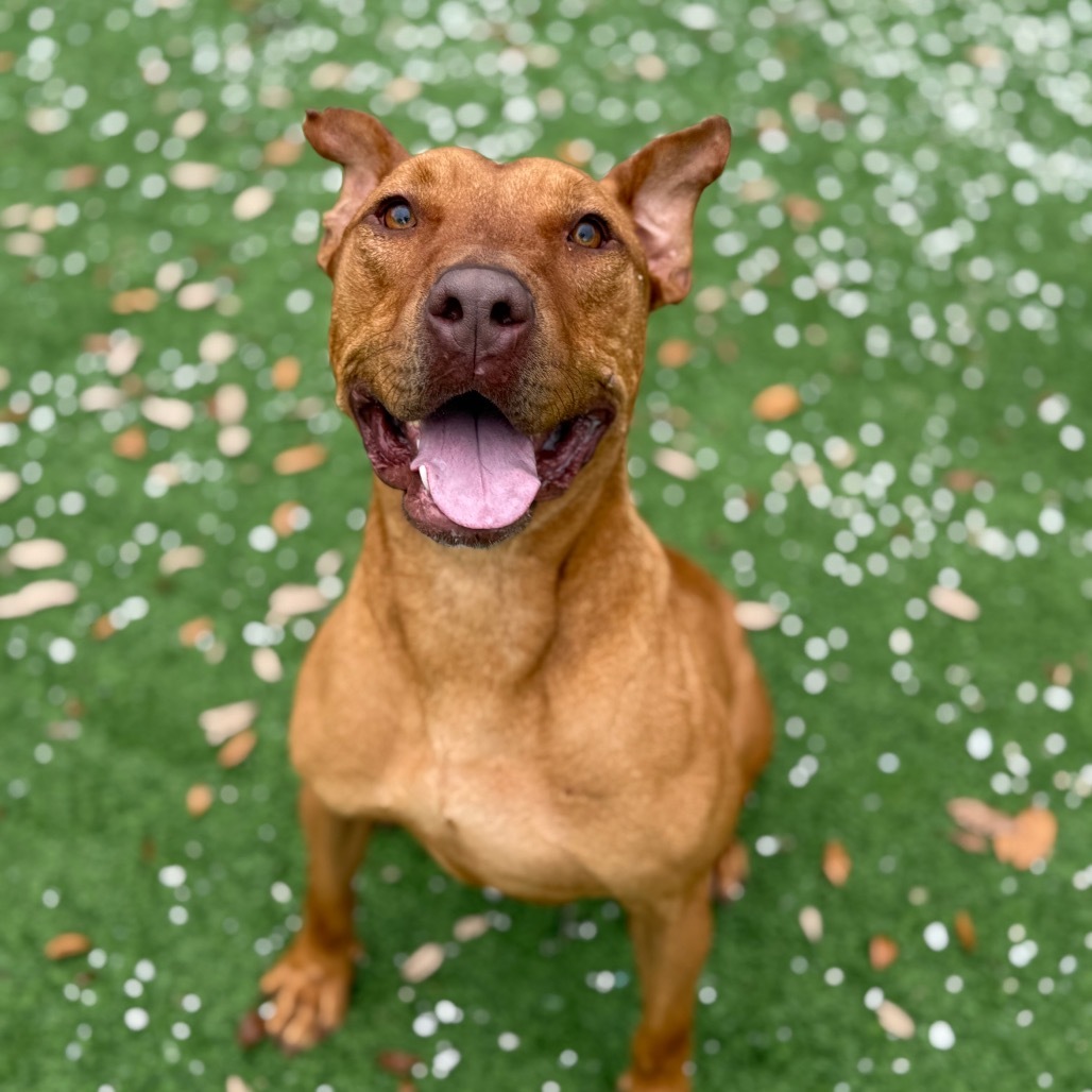 Barney, an adoptable Mixed Breed in LOXAHATCHEE, FL, 33470 | Photo Image 1
