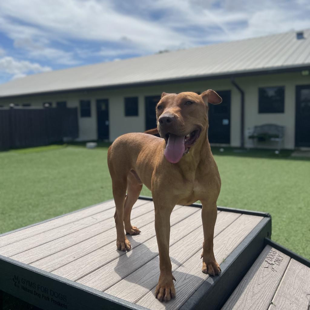 Barney, an adoptable Mixed Breed in LOXAHATCHEE, FL, 33470 | Photo Image 3