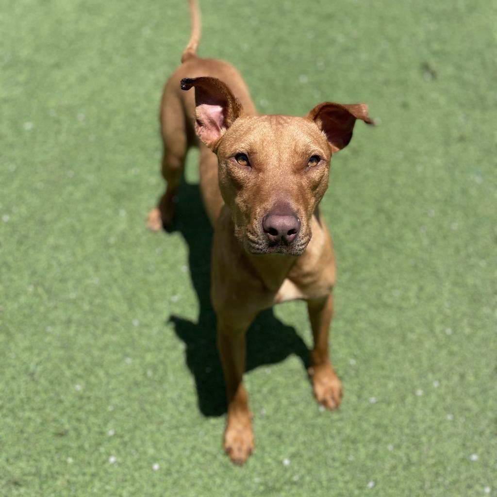 Barney, an adoptable Mixed Breed in LOXAHATCHEE, FL, 33470 | Photo Image 3