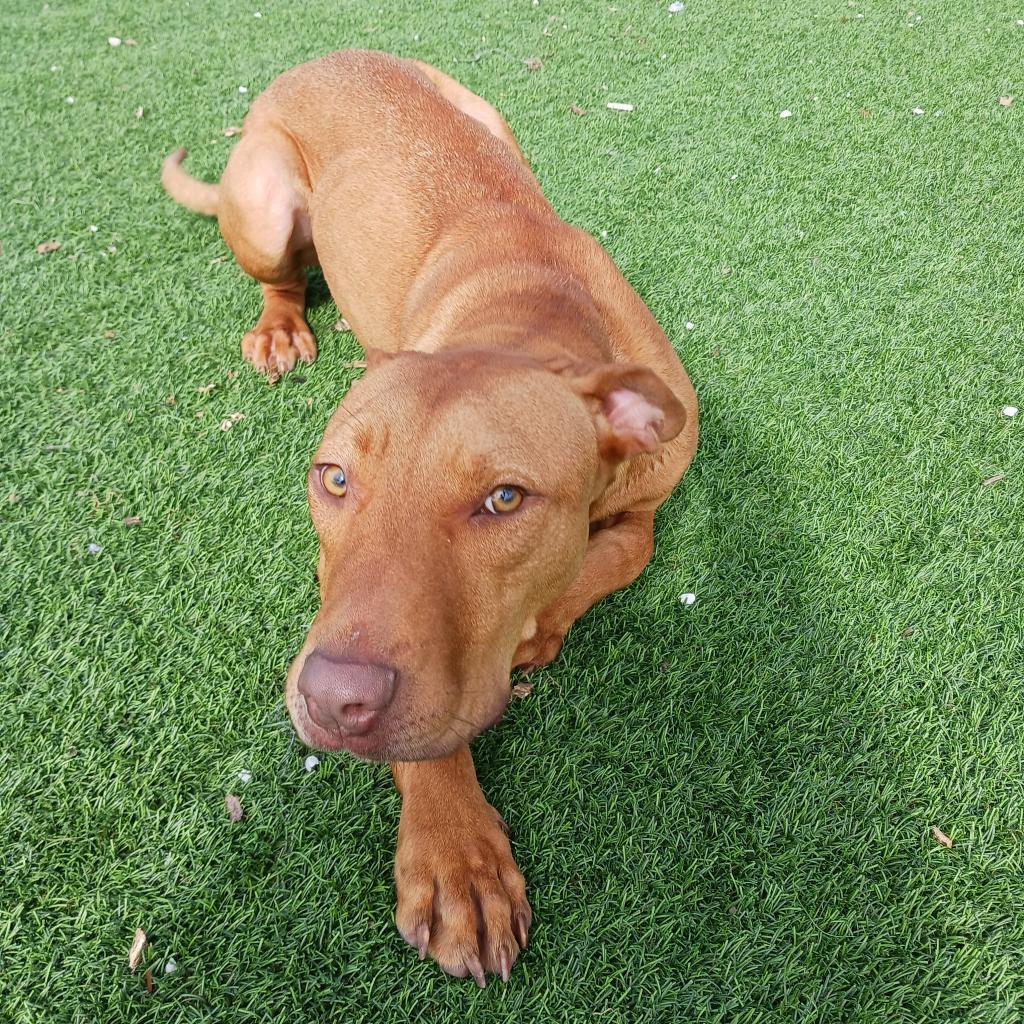 Barney, an adoptable Mixed Breed in LOXAHATCHEE, FL, 33470 | Photo Image 5