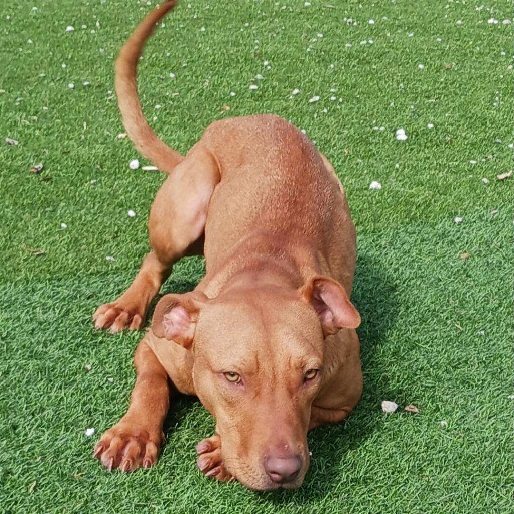 Barney, an adoptable Mixed Breed in LOXAHATCHEE, FL, 33470 | Photo Image 6