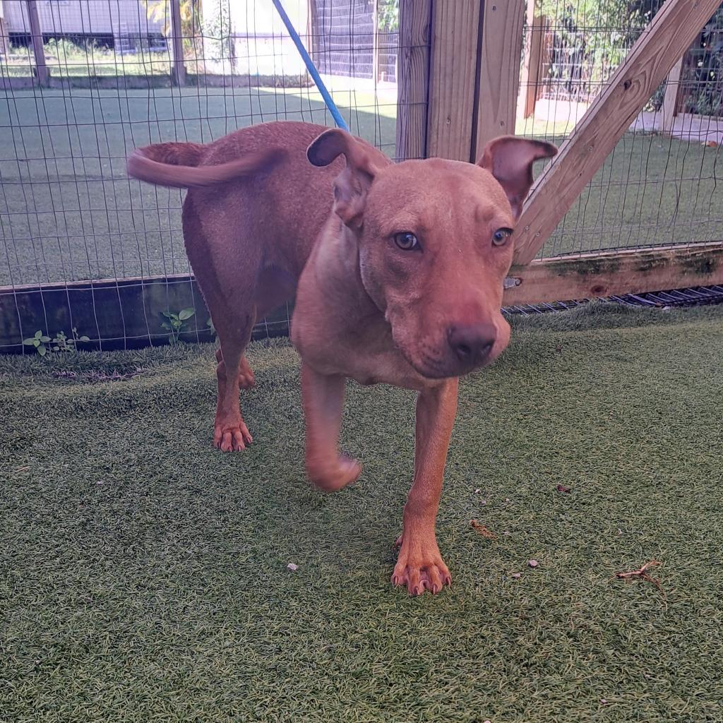 Barney, an adoptable Mixed Breed in LOXAHATCHEE, FL, 33470 | Photo Image 6