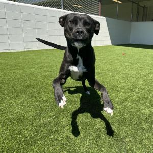 Jade 6419, Adult Female Black Labrador Retriever