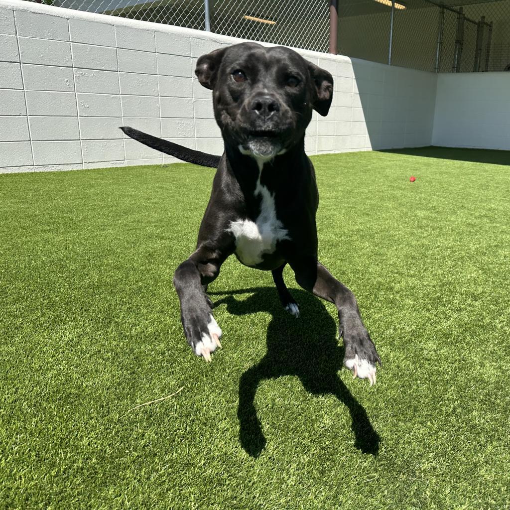 Jade 6419, an adoptable Black Labrador Retriever, Terrier in LOXAHATCHEE, FL, 33470 | Photo Image 1