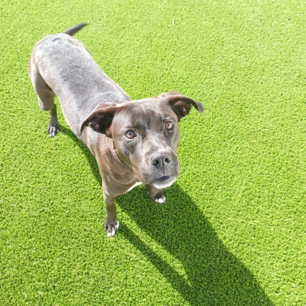 Jade 6419, an adoptable Black Labrador Retriever, Terrier in LOXAHATCHEE, FL, 33470 | Photo Image 6