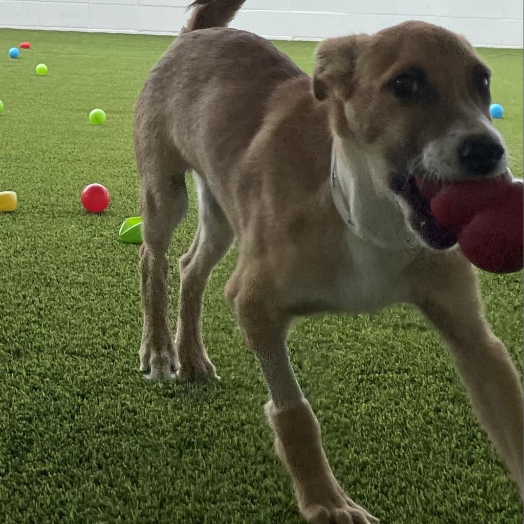Luke Duke, an adoptable German Shepherd Dog in LOXAHATCHEE, FL, 33470 | Photo Image 3