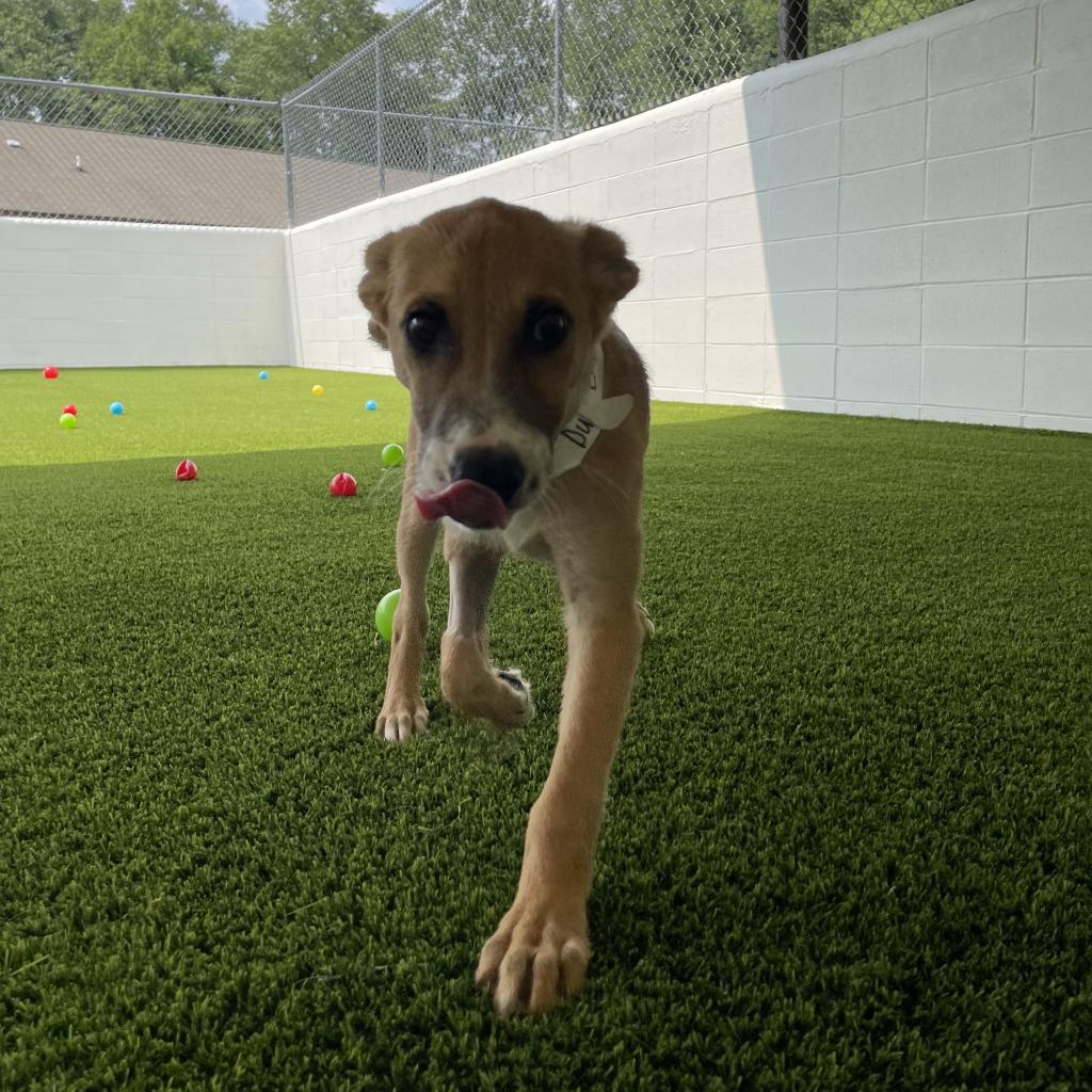 Luke Duke, an adoptable German Shepherd Dog in LOXAHATCHEE, FL, 33470 | Photo Image 4