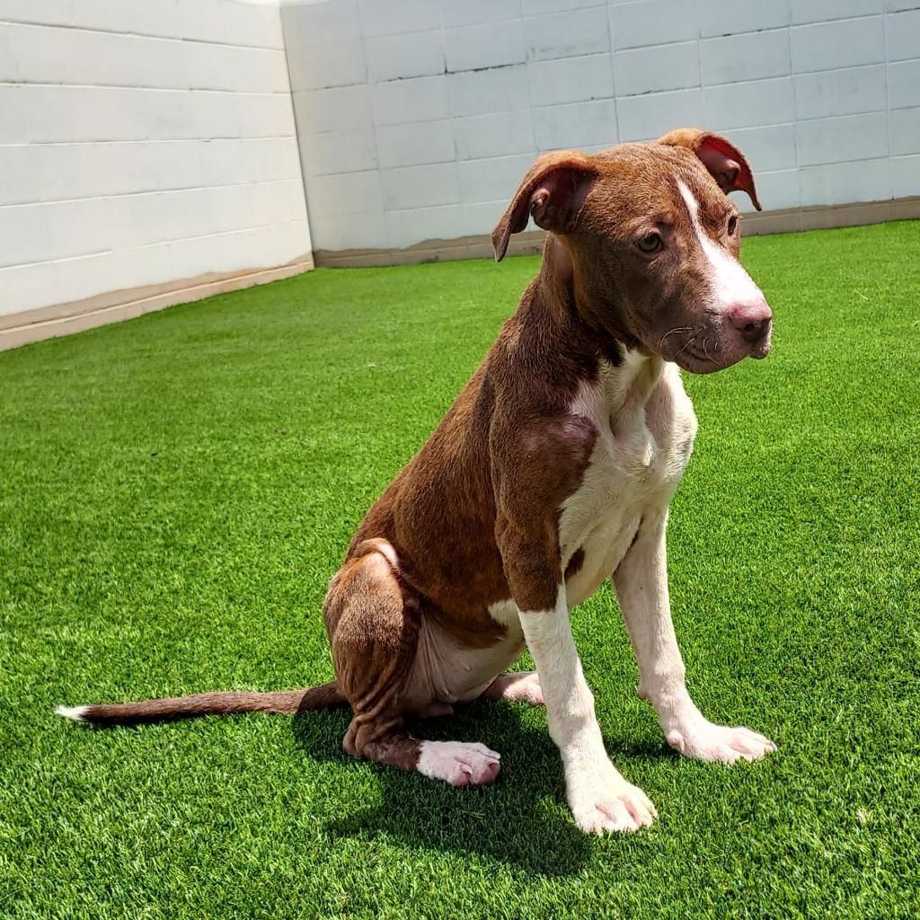 Skye, an adoptable Terrier, Mixed Breed in LOXAHATCHEE, FL, 33470 | Photo Image 3