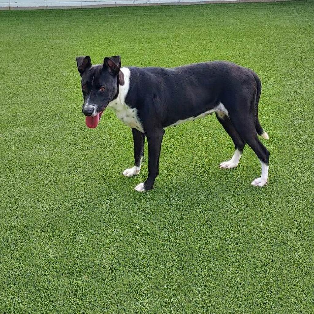 Daisy, an adoptable Labrador Retriever in LOXAHATCHEE, FL, 33470 | Photo Image 3