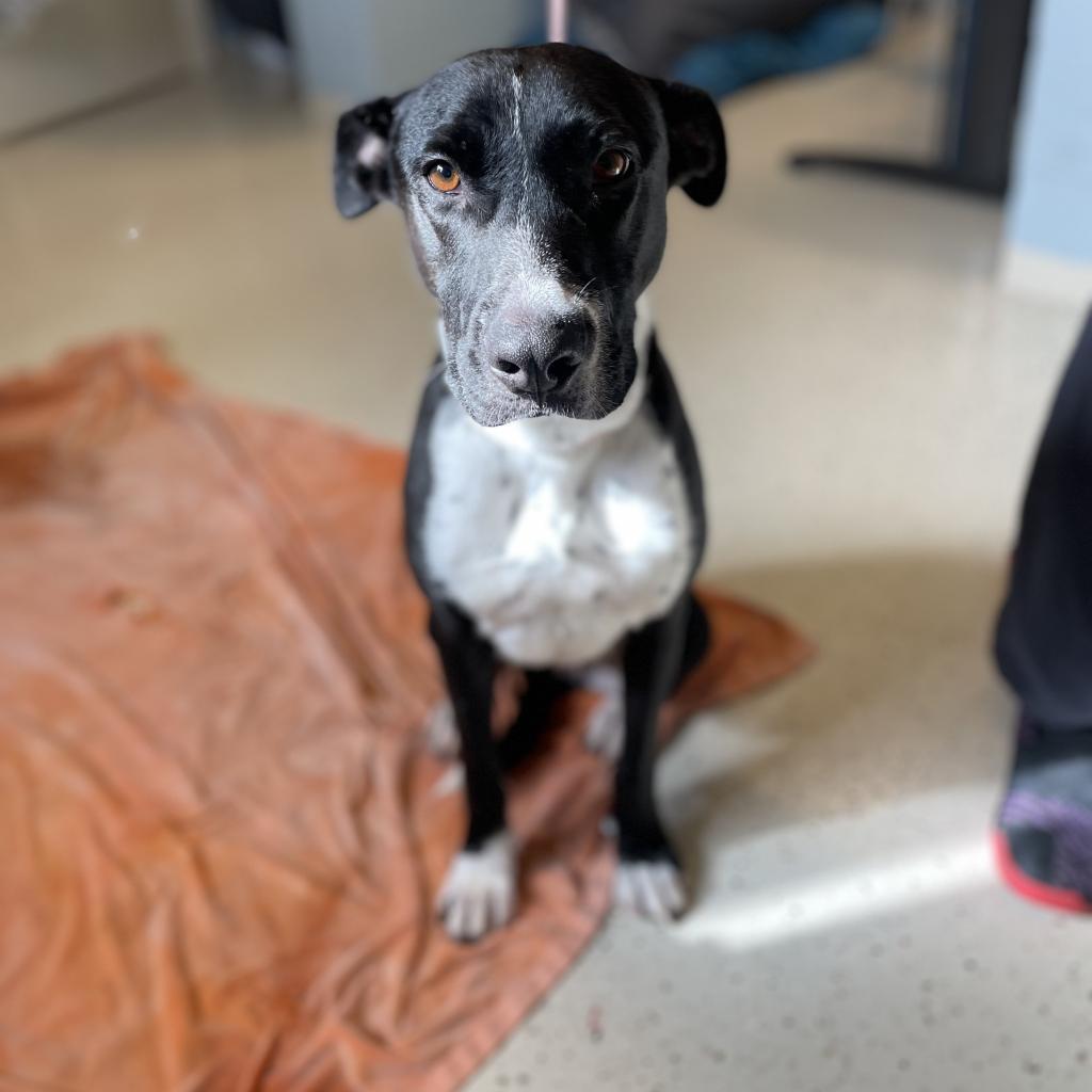 Daisy, an adoptable Labrador Retriever in LOXAHATCHEE, FL, 33470 | Photo Image 4