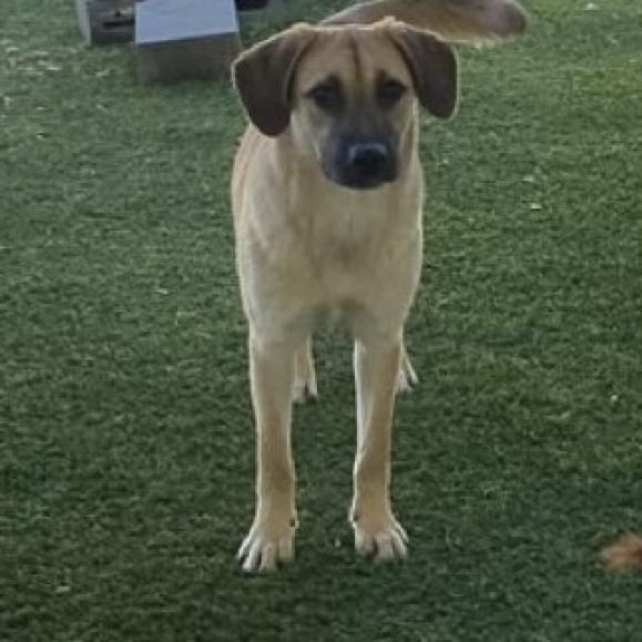 Sophia, an adoptable Shepherd in LOXAHATCHEE, FL, 33470 | Photo Image 1