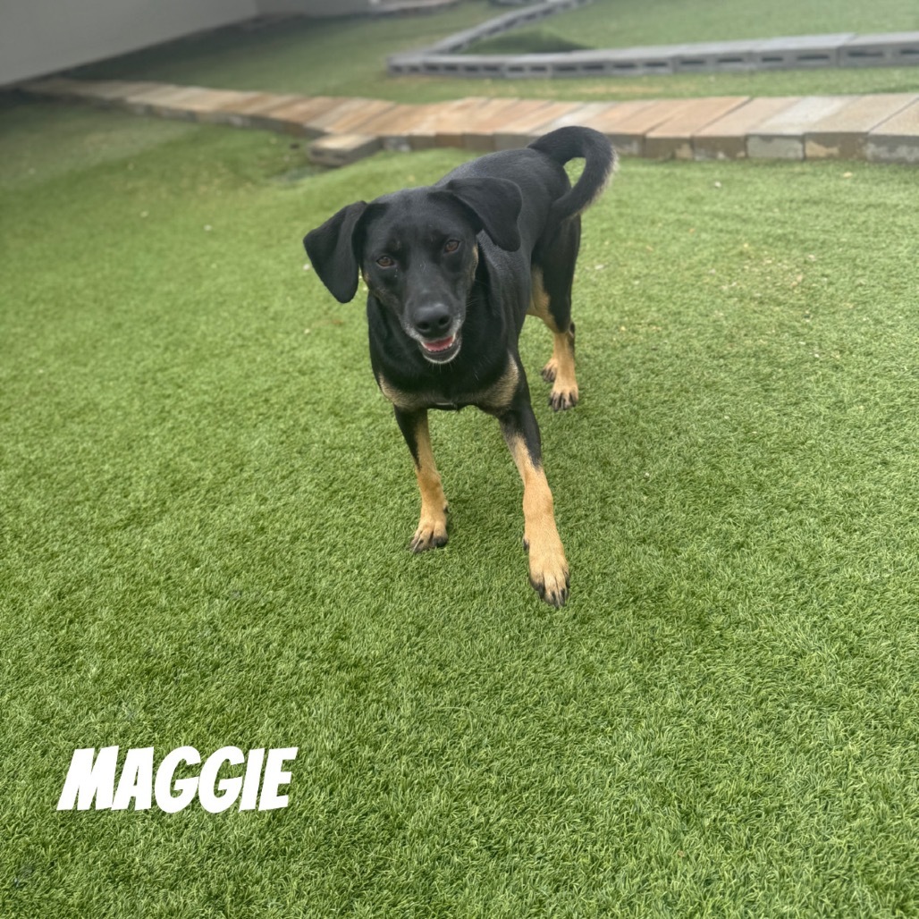 Maggie, an adoptable Black Mouth Cur in LOXAHATCHEE, FL, 33470 | Photo Image 1