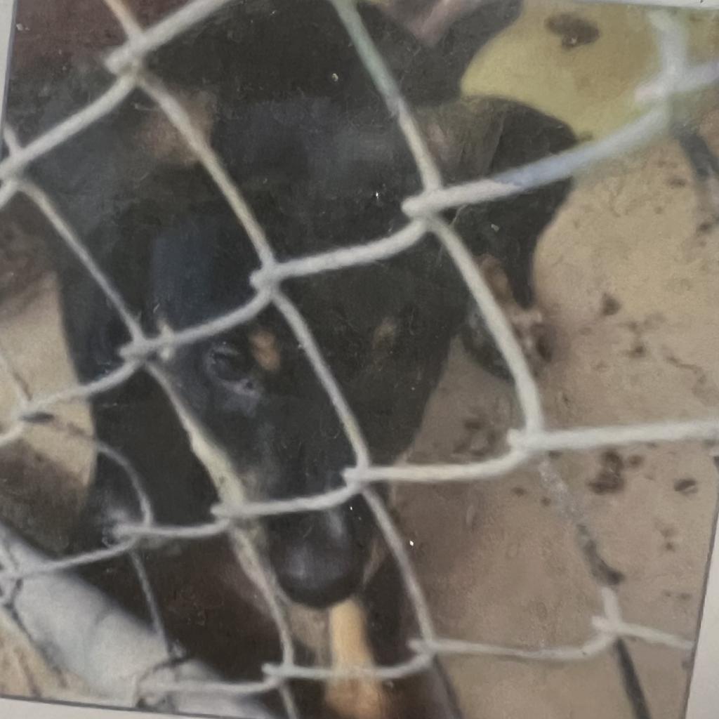 Maggie, an adoptable Black Mouth Cur in LOXAHATCHEE, FL, 33470 | Photo Image 3