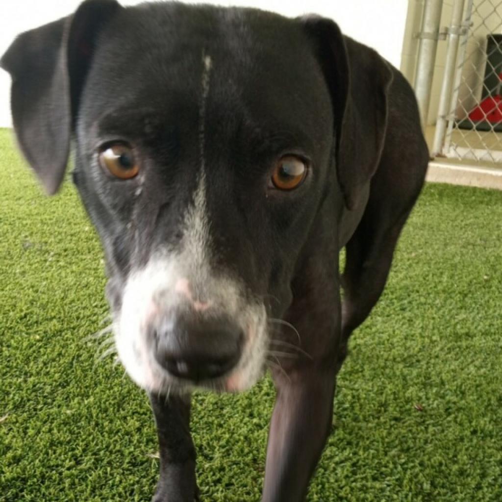 Squirt, an adoptable Labrador Retriever, American Bulldog in LOXAHATCHEE, FL, 33470 | Photo Image 2