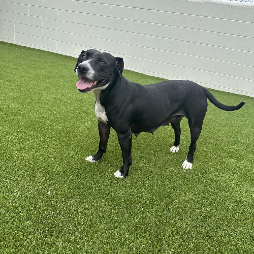 Squirt, an adoptable Labrador Retriever, American Bulldog in LOXAHATCHEE, FL, 33470 | Photo Image 5