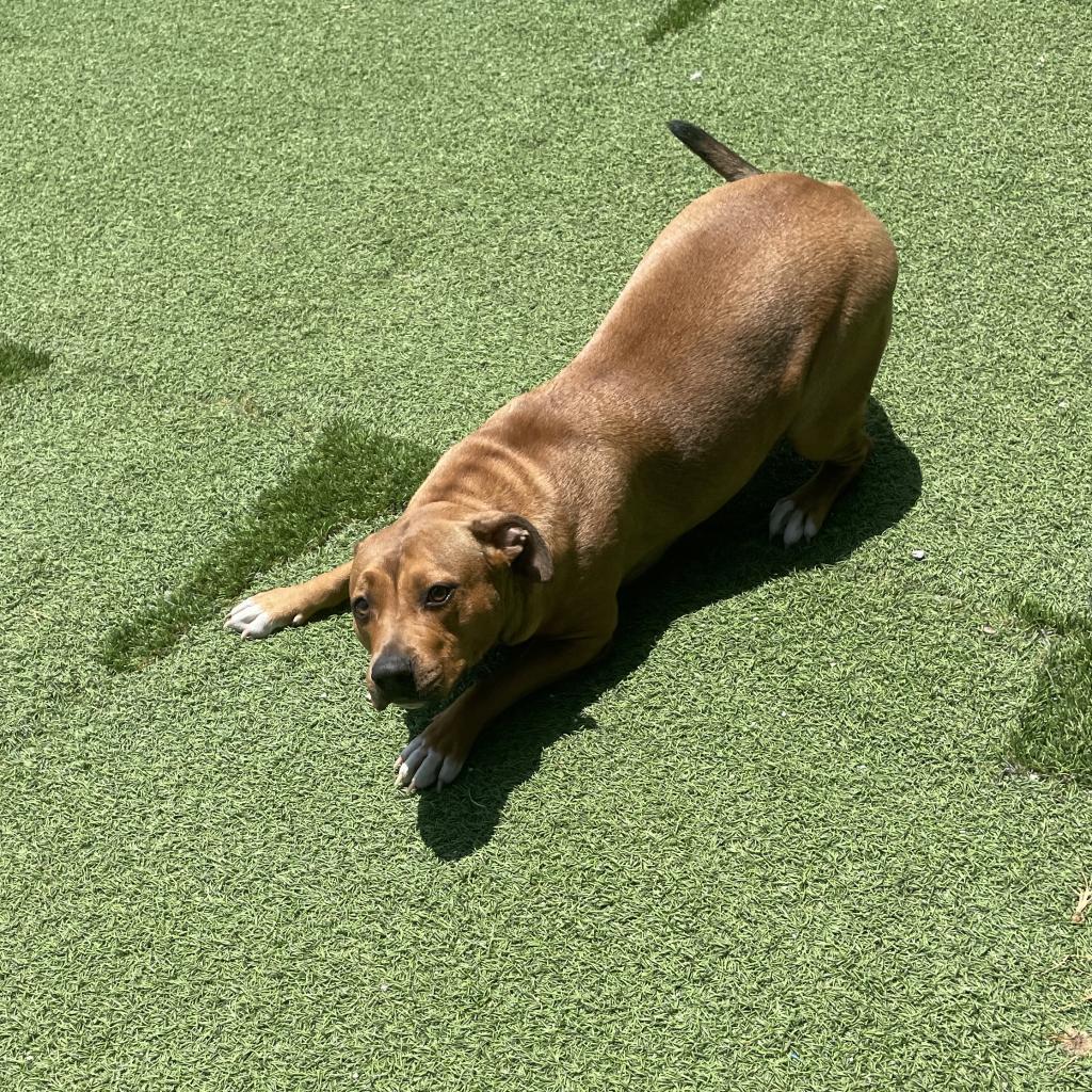 Dolly 6917, an adoptable Carolina Dog, Mixed Breed in LOXAHATCHEE, FL, 33470 | Photo Image 4
